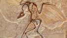 XƏYALİ ARA KEÇİD FORMA ARCHAEOPTERYX